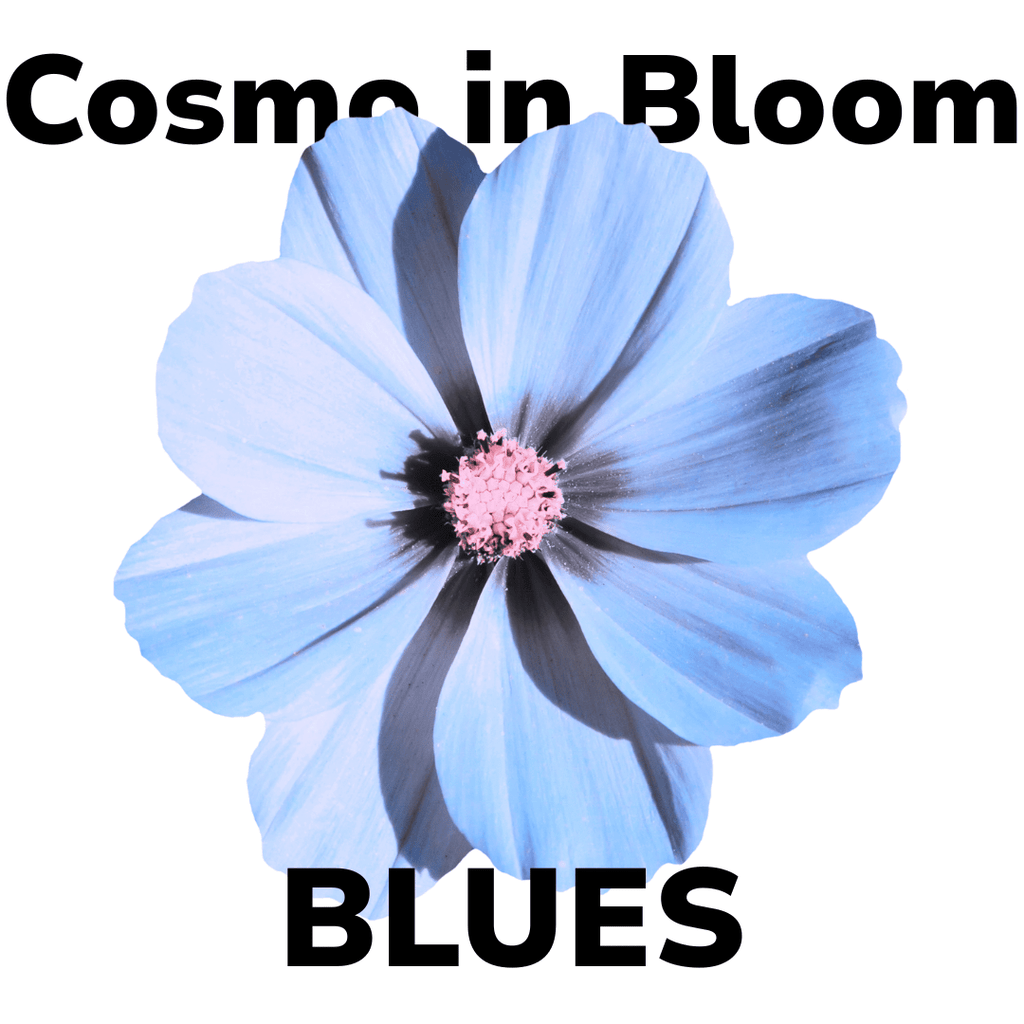 Koigu Cosmo in Bloom Kit - Blues | Kits at Michigan Fine Yarns