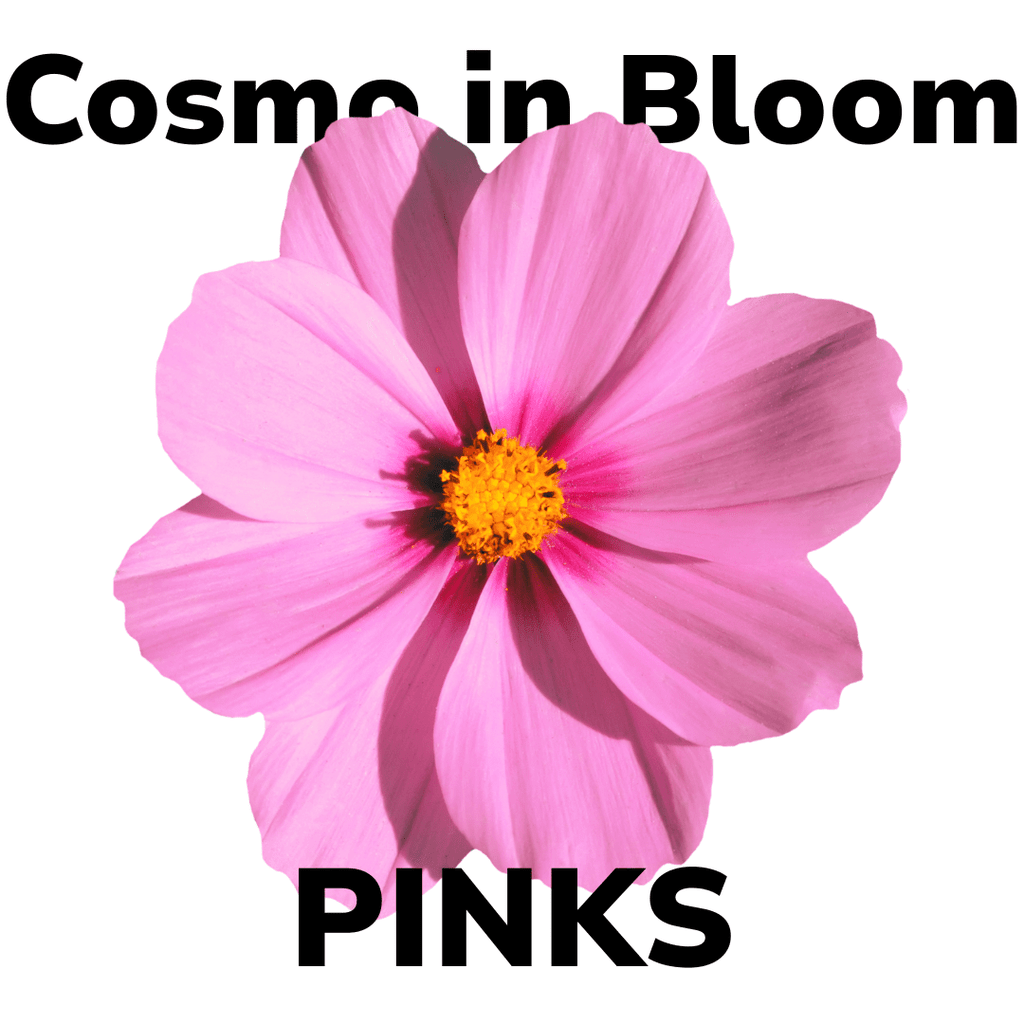 Koigu Cosmo in Bloom Kit - Pinks | Kits at Michigan Fine Yarns