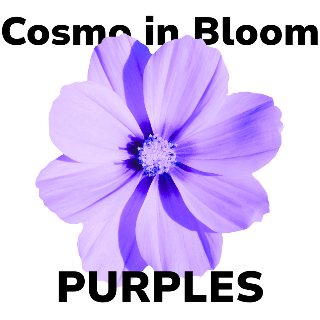 Koigu Cosmo in Bloom Kit - Purples | Kits at Michigan Fine Yarns