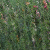 Rowan Fine Tweed Haze -4 - Verd 5010484150240 | Yarn at Michigan Fine Yarns