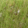 Rowan Fine Tweed Haze -5 - Lawn 5010484150257 | Yarn at Michigan Fine Yarns
